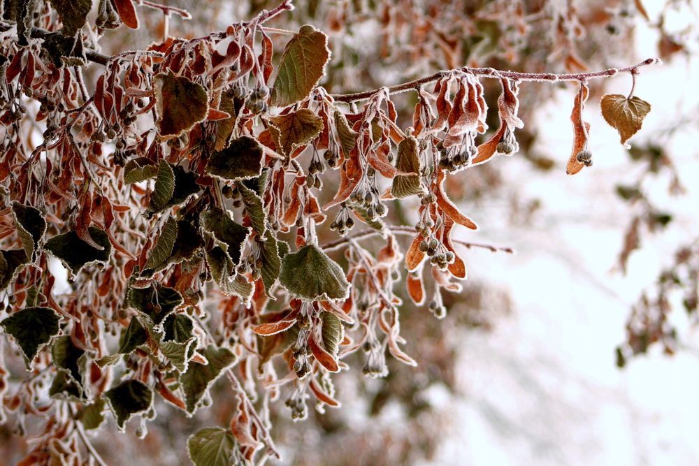 Photograph by Алексей Макаров