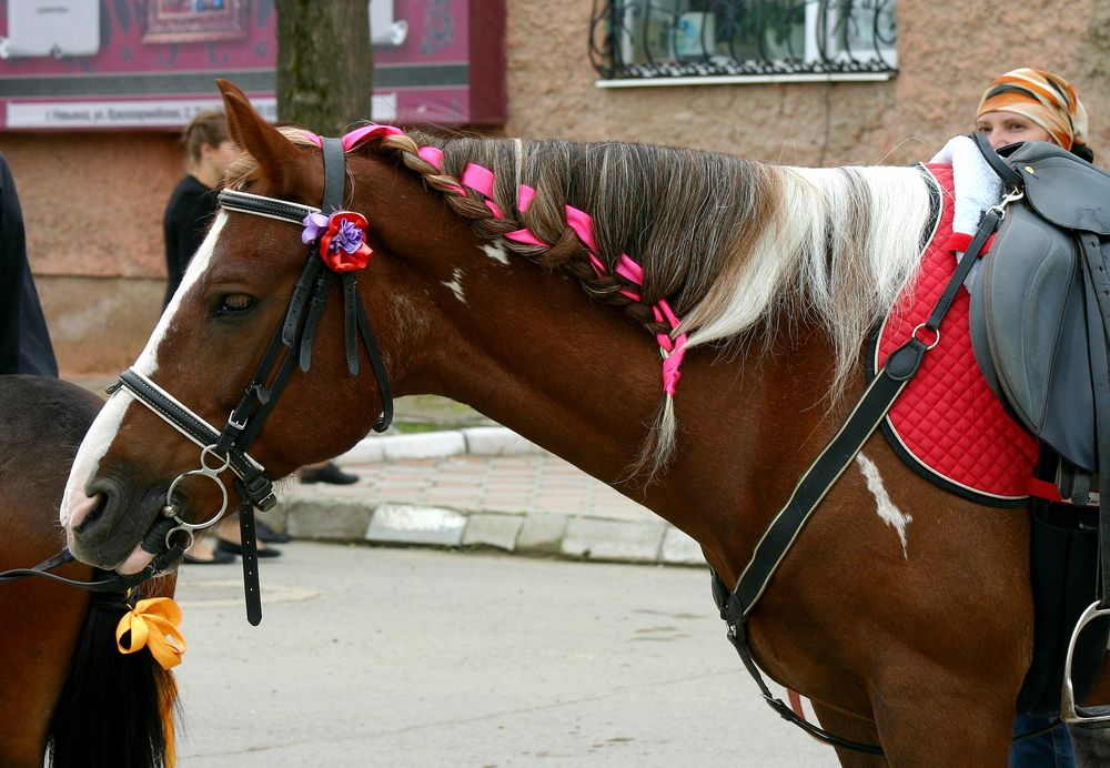 Фотография автора Nelya  Lysenko