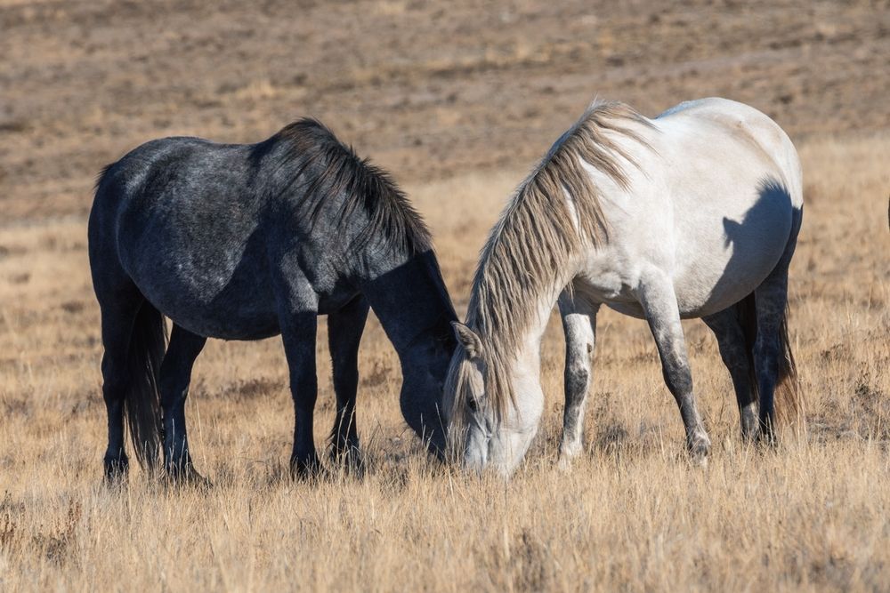 Фотография автора Ольга Крицак
