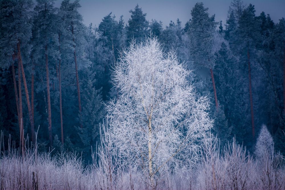 Photograph by Василий Шумкин