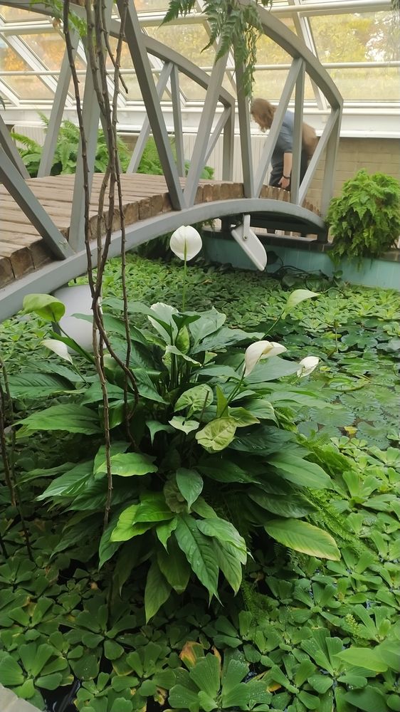 Фотография автора Инесса Ганкина