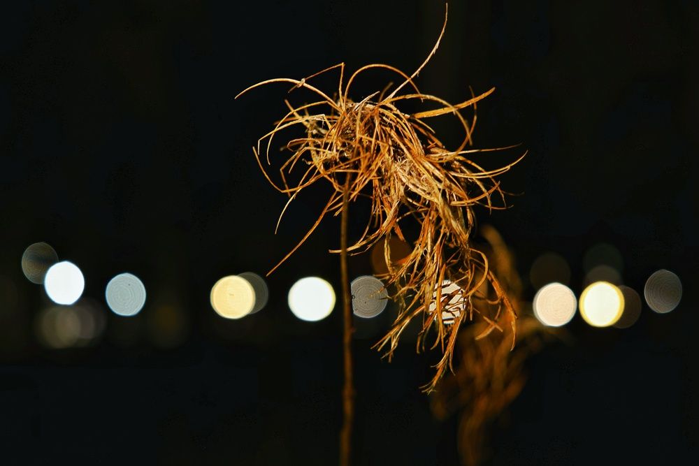 Photograph by Микрокосмос Владимир