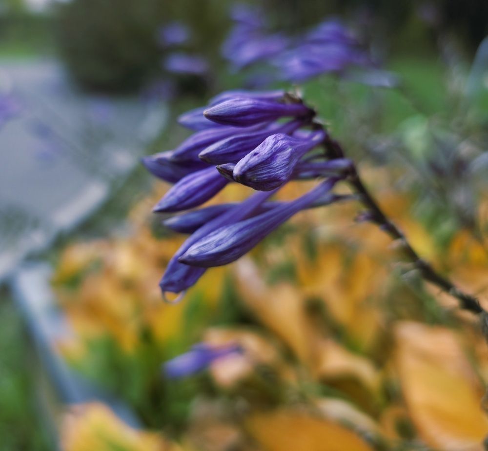 Photograph by Александр Вихарев