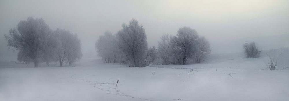 Таинственный лес