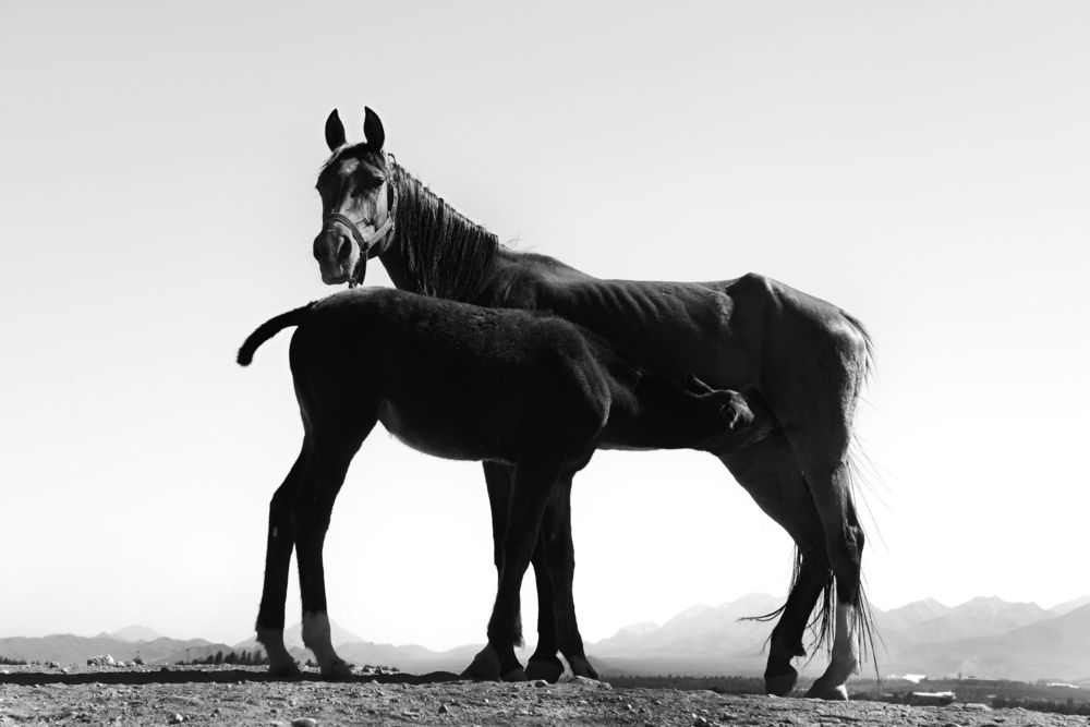 Photograph by sara sh