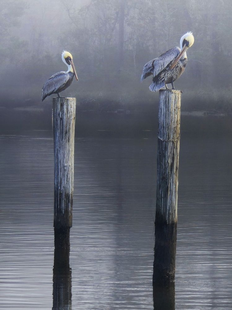 Pole Position: The Majestic Brown Pelican