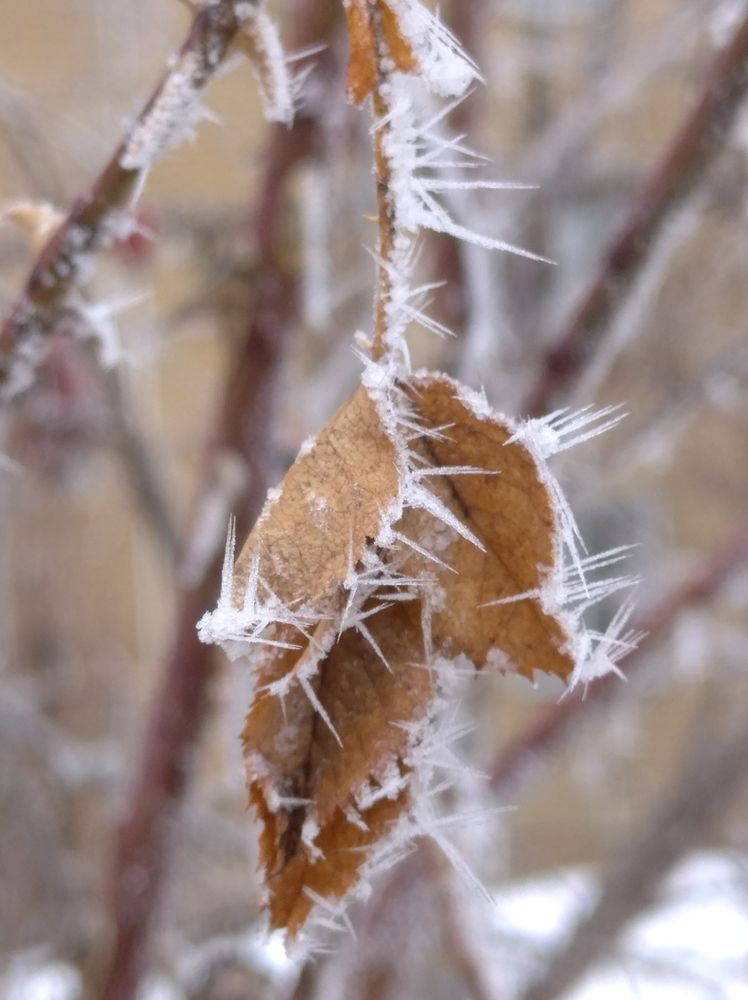 Photograph by Елена Коробченко