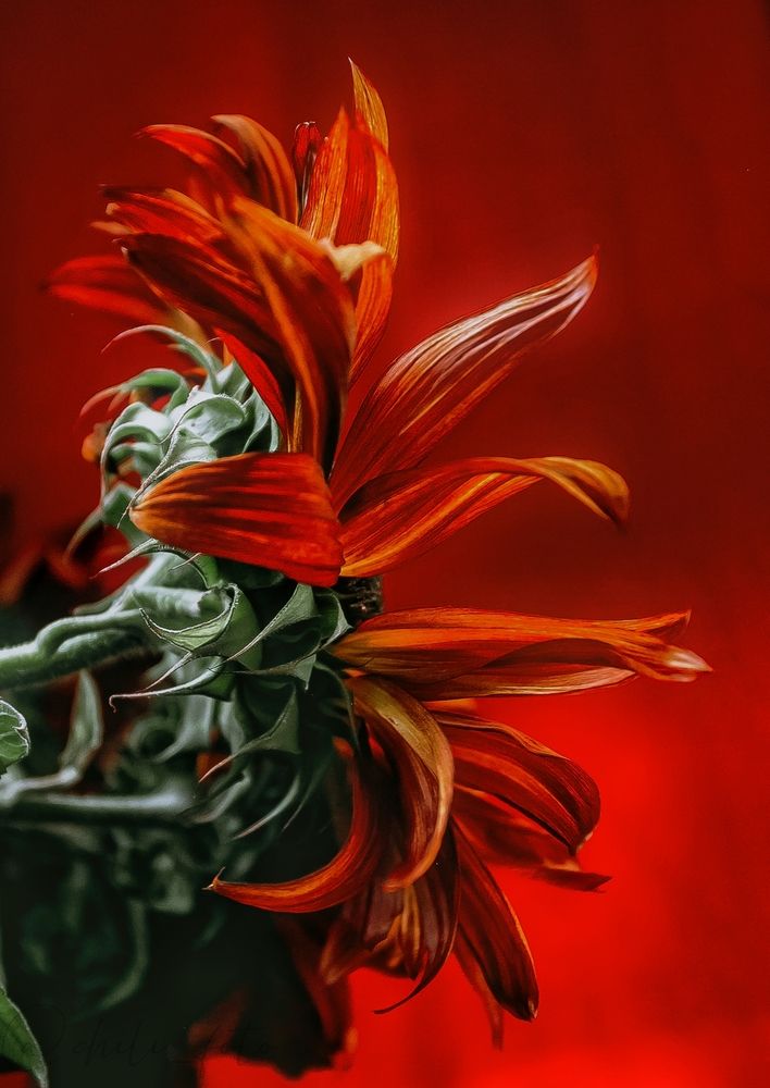 Photograph by Elena Chilikina