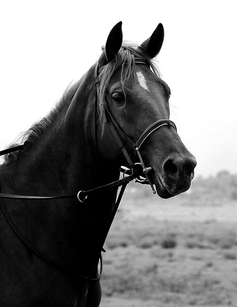 Фотография автора hasan sorena jouri