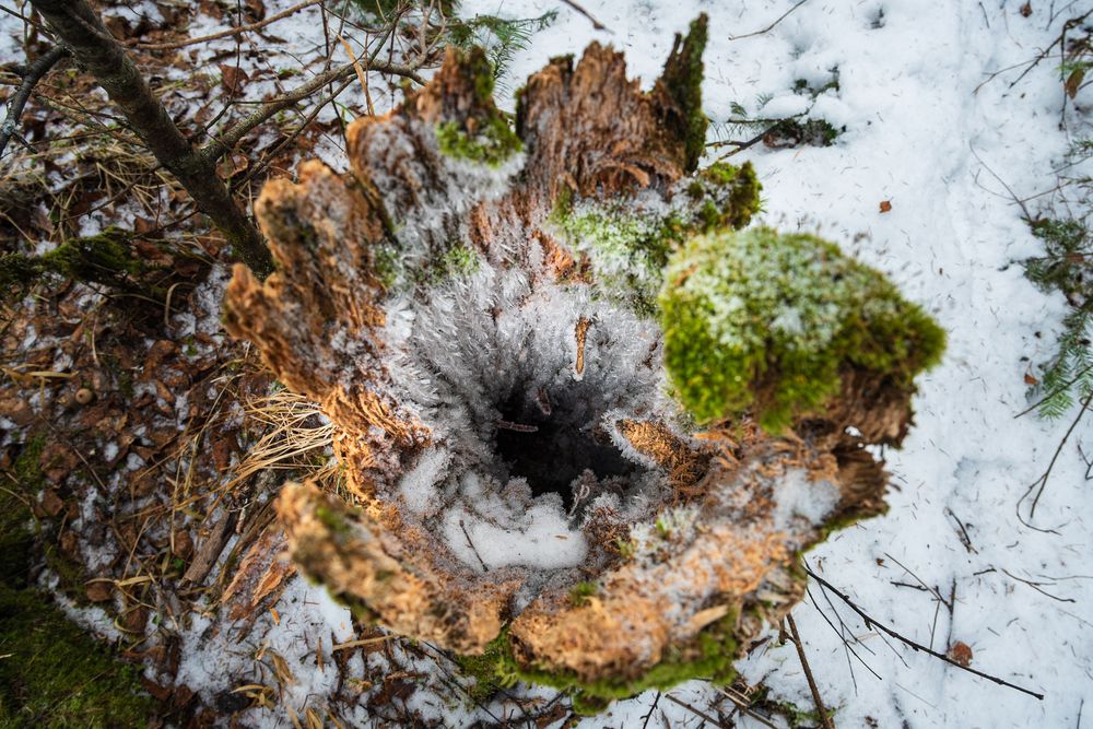 Дыхание леса