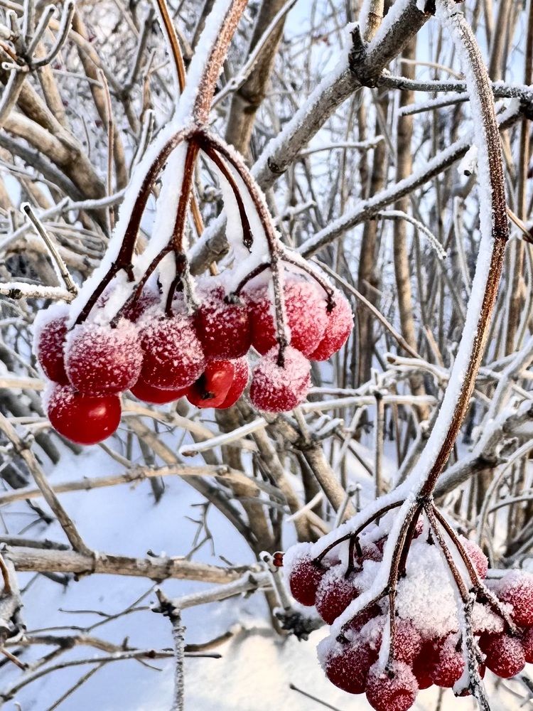 Фотография автора Галина Шиманцова