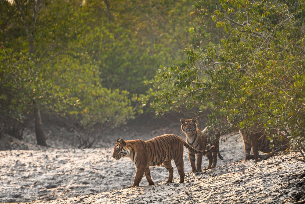 Tiger Family at Dusk in the Sundarbans