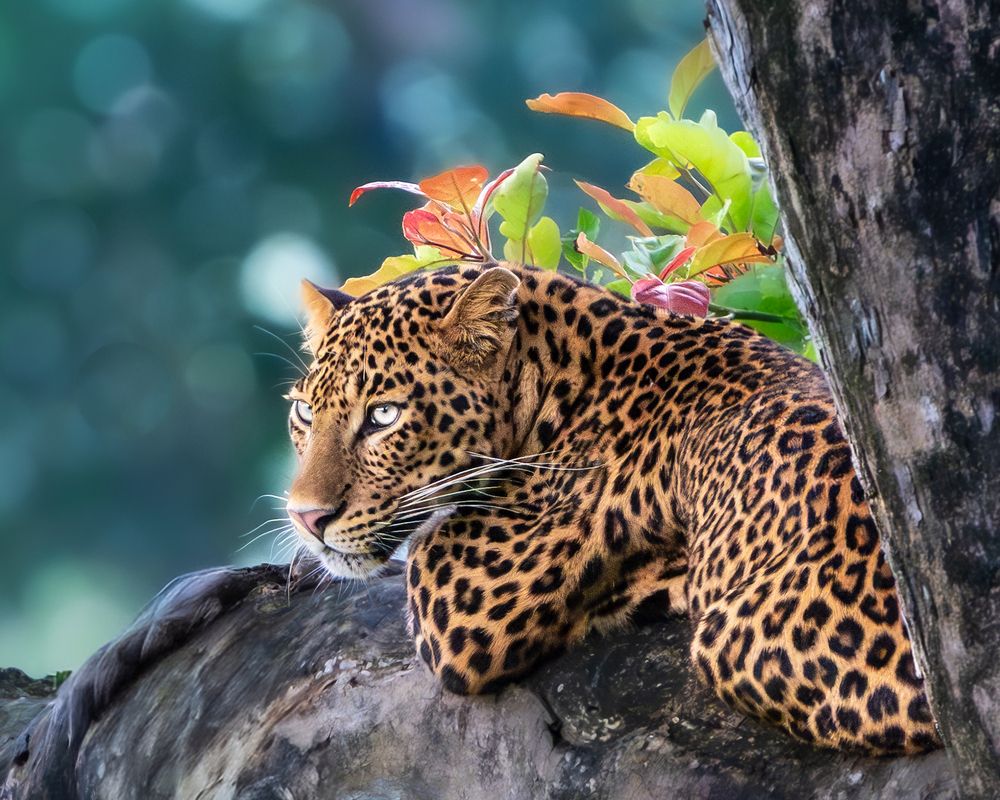 Photograph by Vipin P C