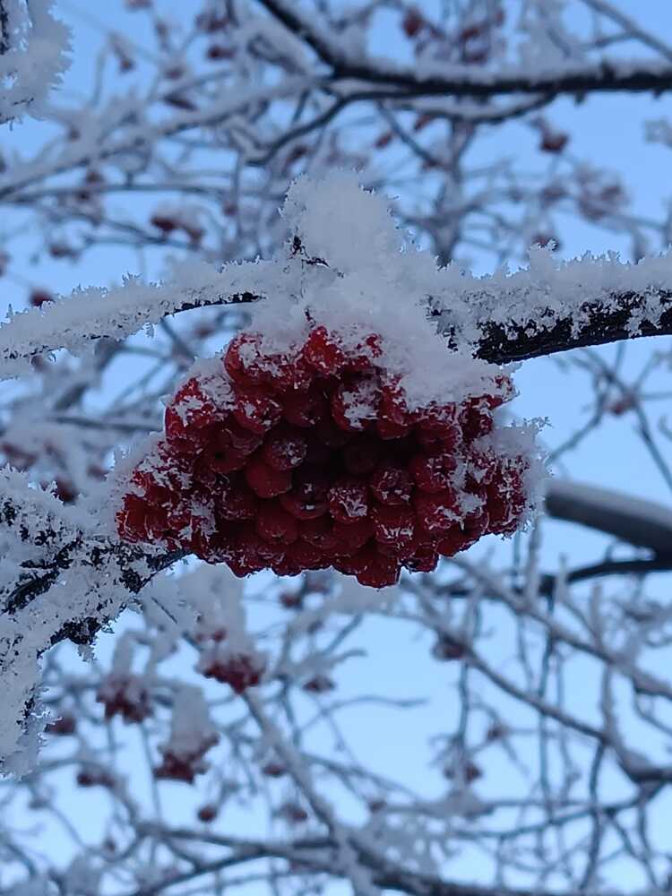 Фотография автора Елена Колышева