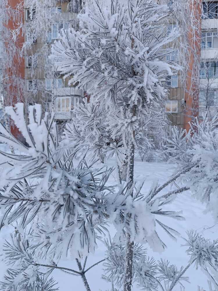 Фотография автора Елена Колышева