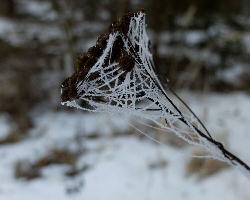 Photograph by Ираида Стародубцева