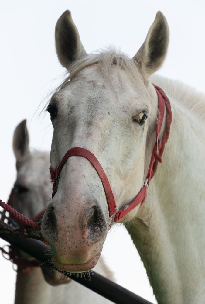 Photograph by Dragan Leles