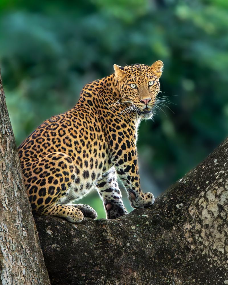 Photograph by Vipin P C