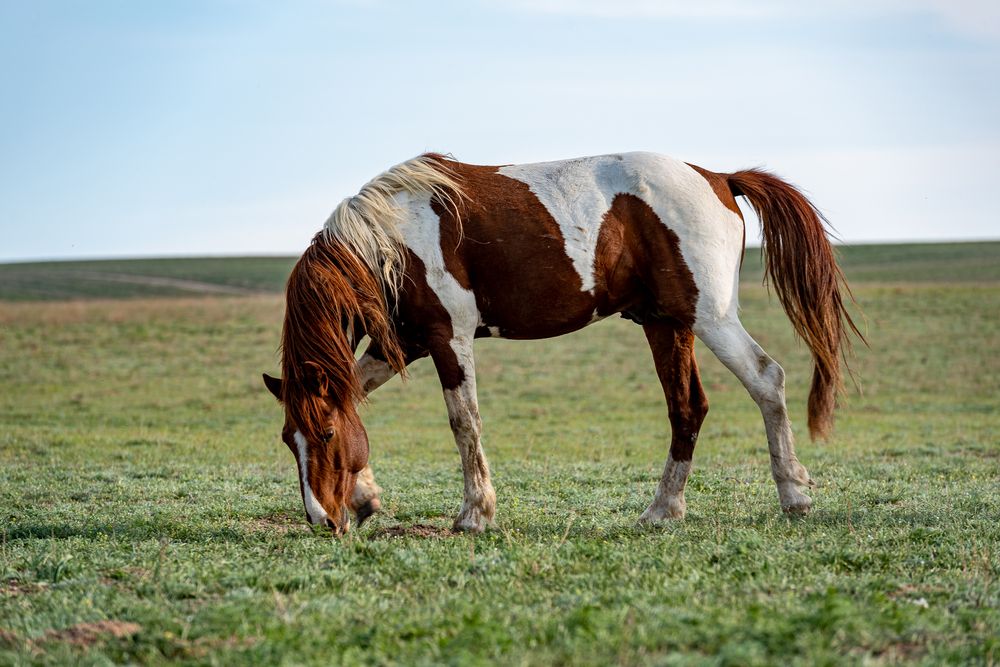 Фотография автора Алексей Торлопов