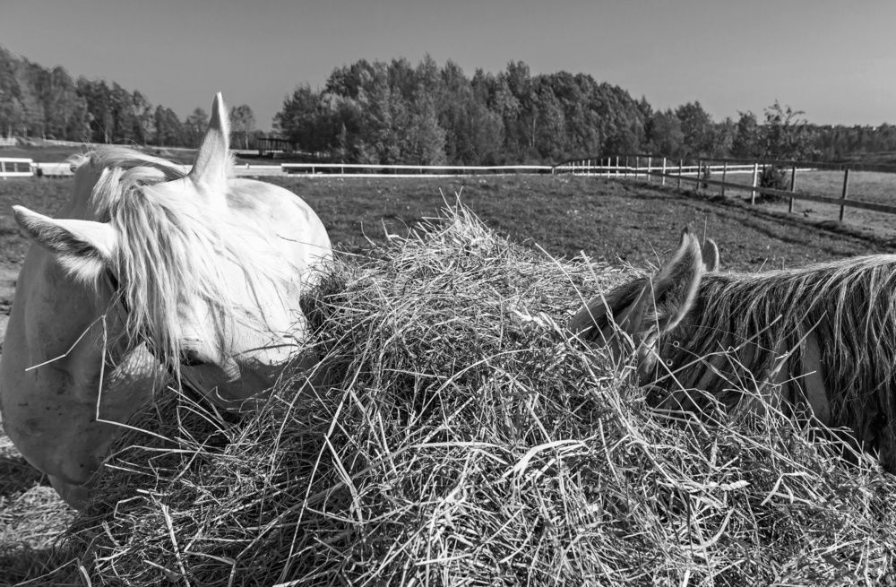 Обед для двоих