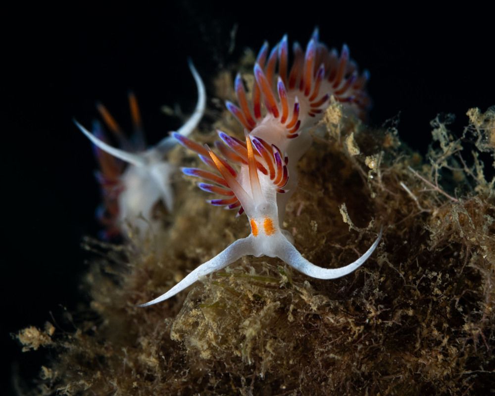 Cratena nudibranchs