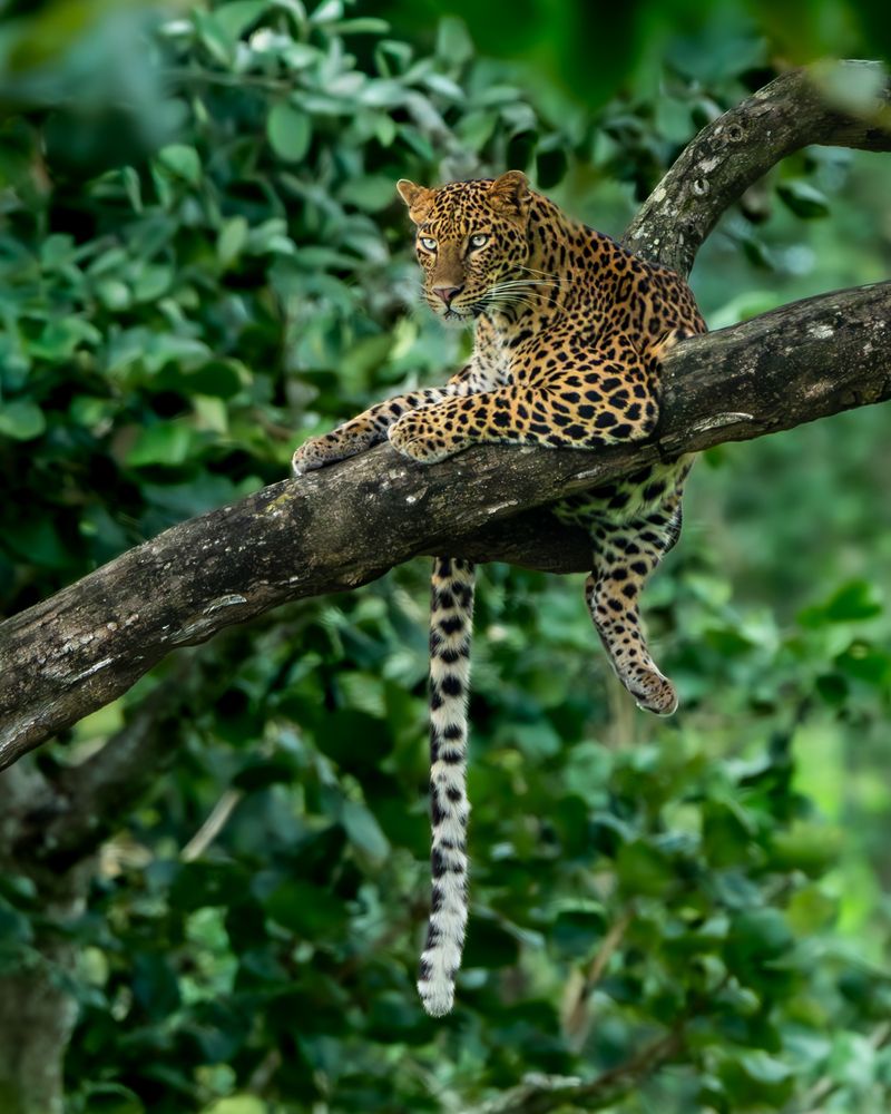 Photograph by Vipin P C