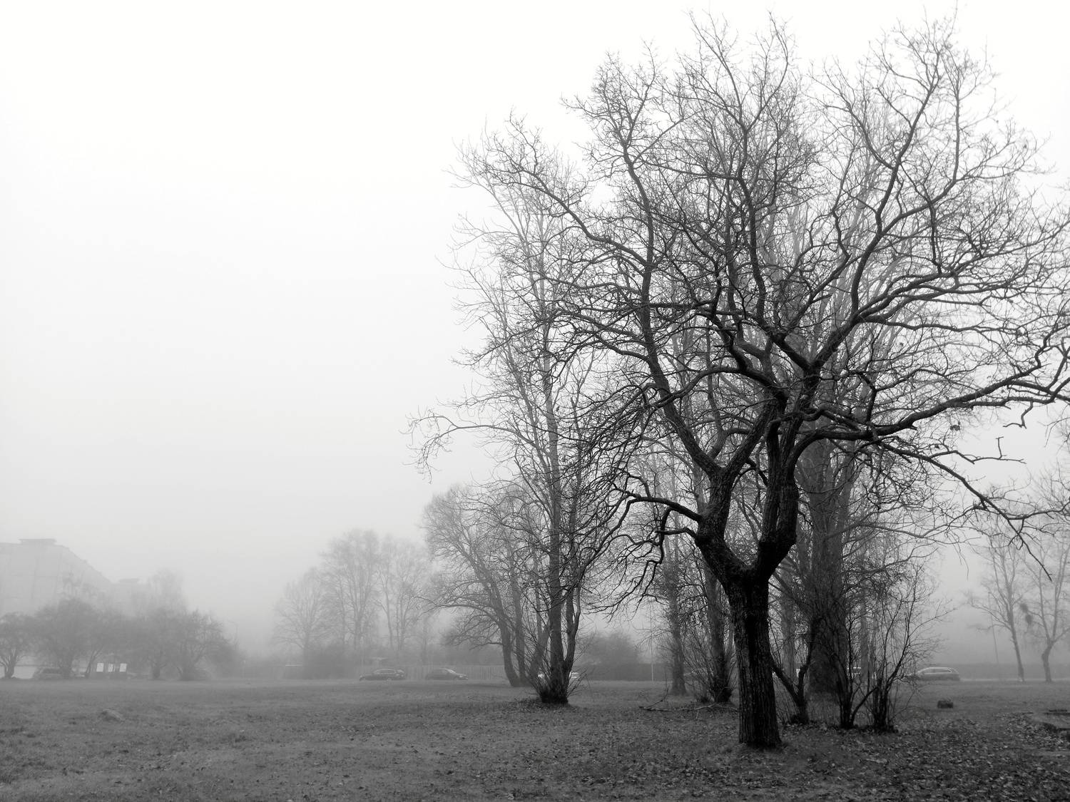 Photo #13010174