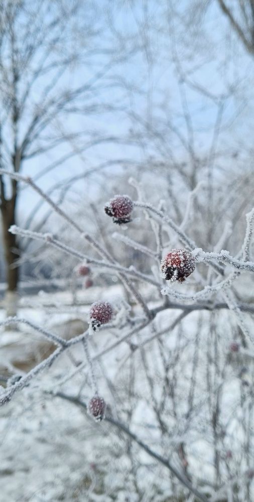 Фотография автора Светлана Рыжих
