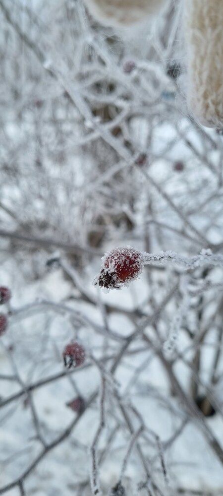 Фотография автора Светлана Рыжих