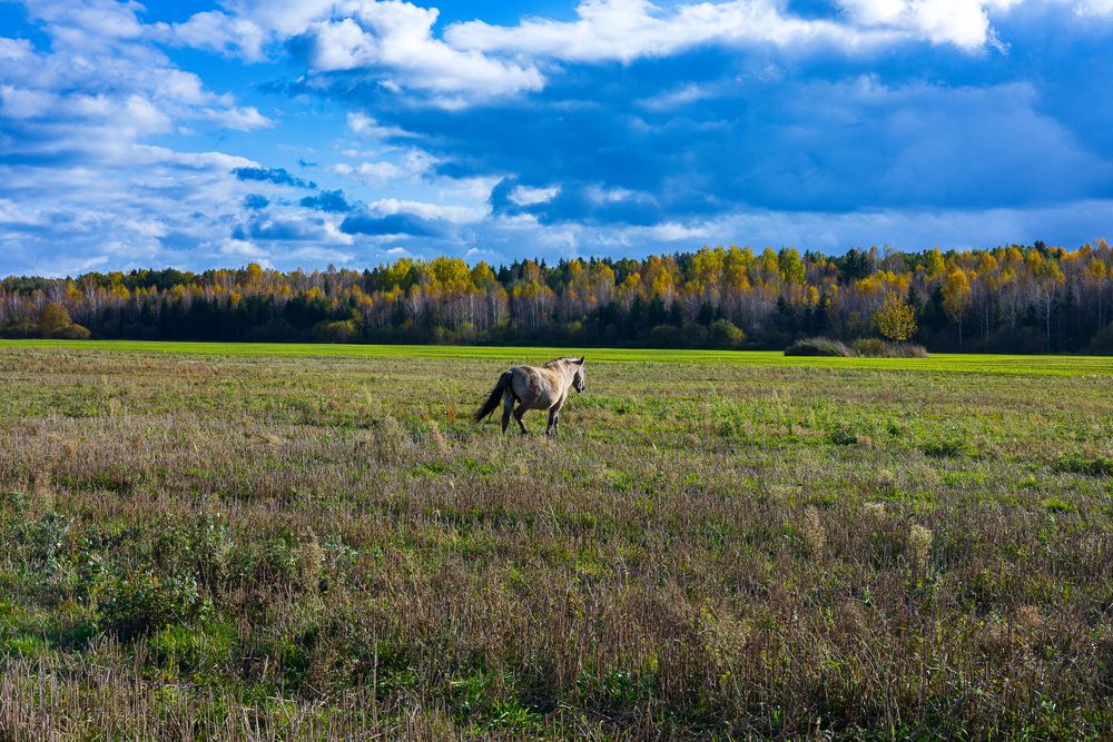 Фотография автора Вадим Копилец