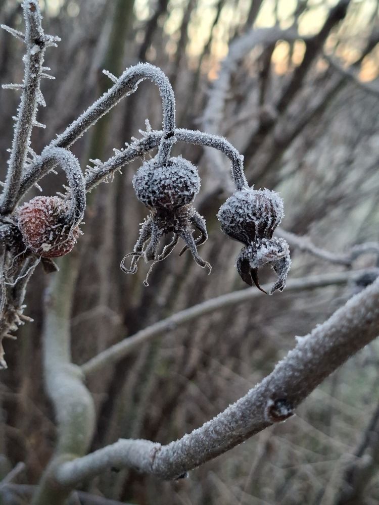 Фотография автора Оксана Зибзибадзе