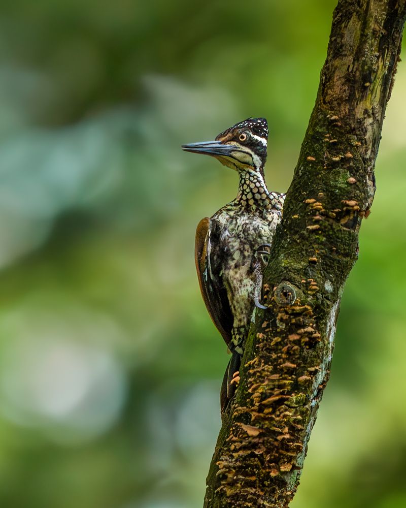 Photograph by Vipin P C