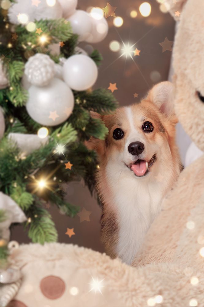 Фотография автора Наталья Якушонок