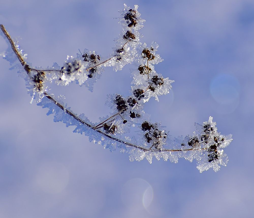 Первые зимние цветы