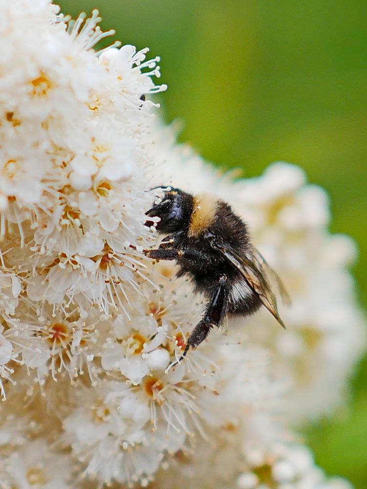 Photograph by Бьёрк