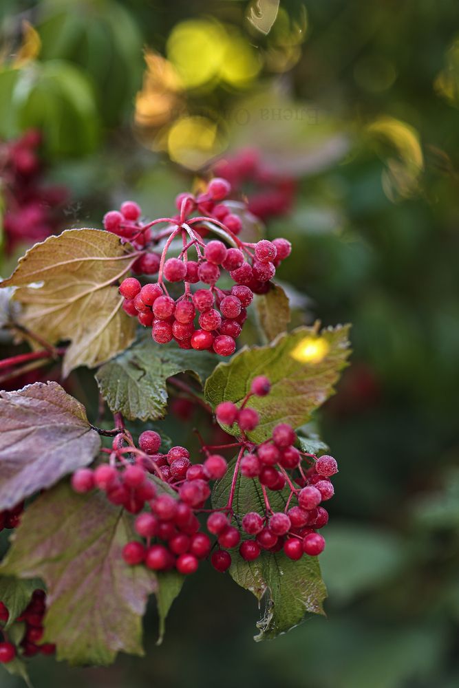 Photograph by Елена Одынец