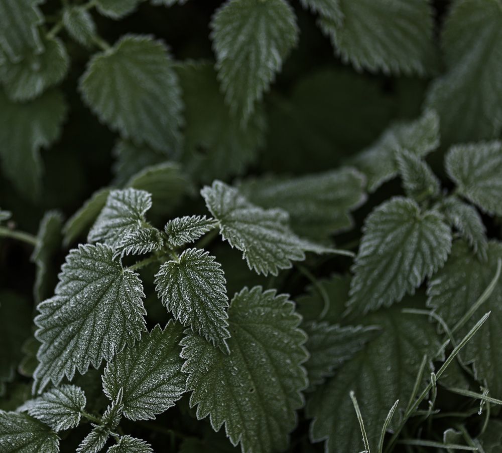 Photograph by Елена Одынец