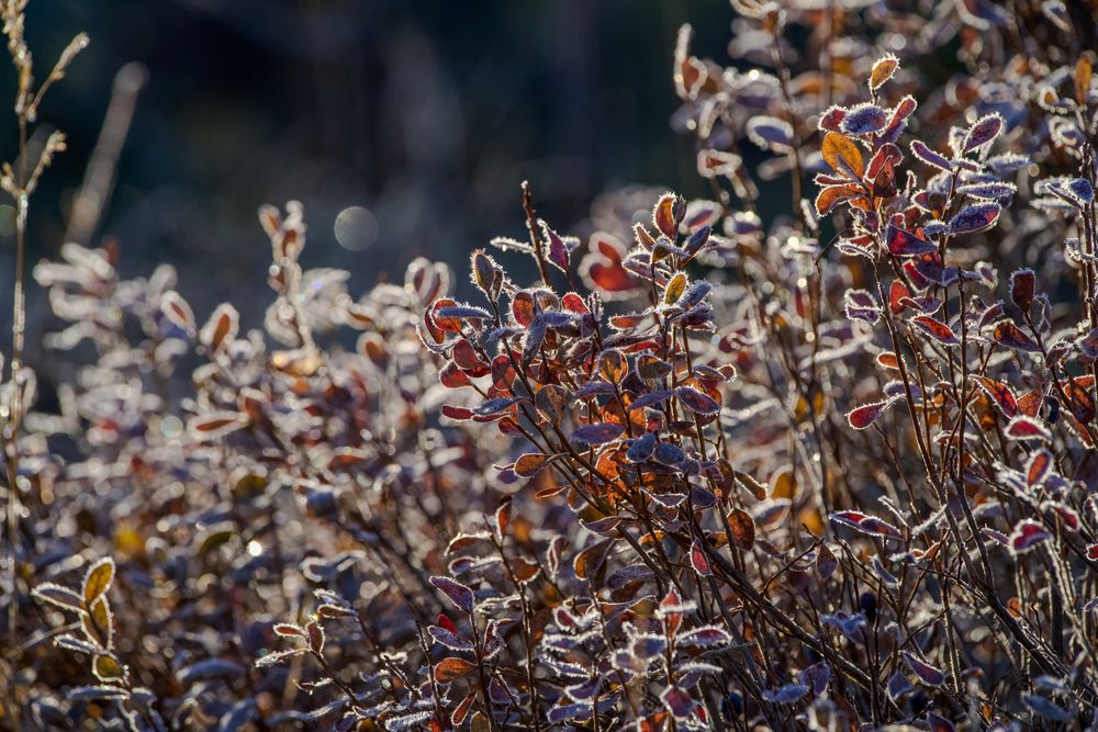 Фотография автора Viktoriya Kim