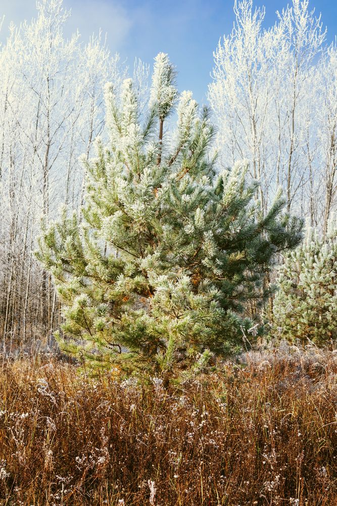 Photograph by Денис Мазычев