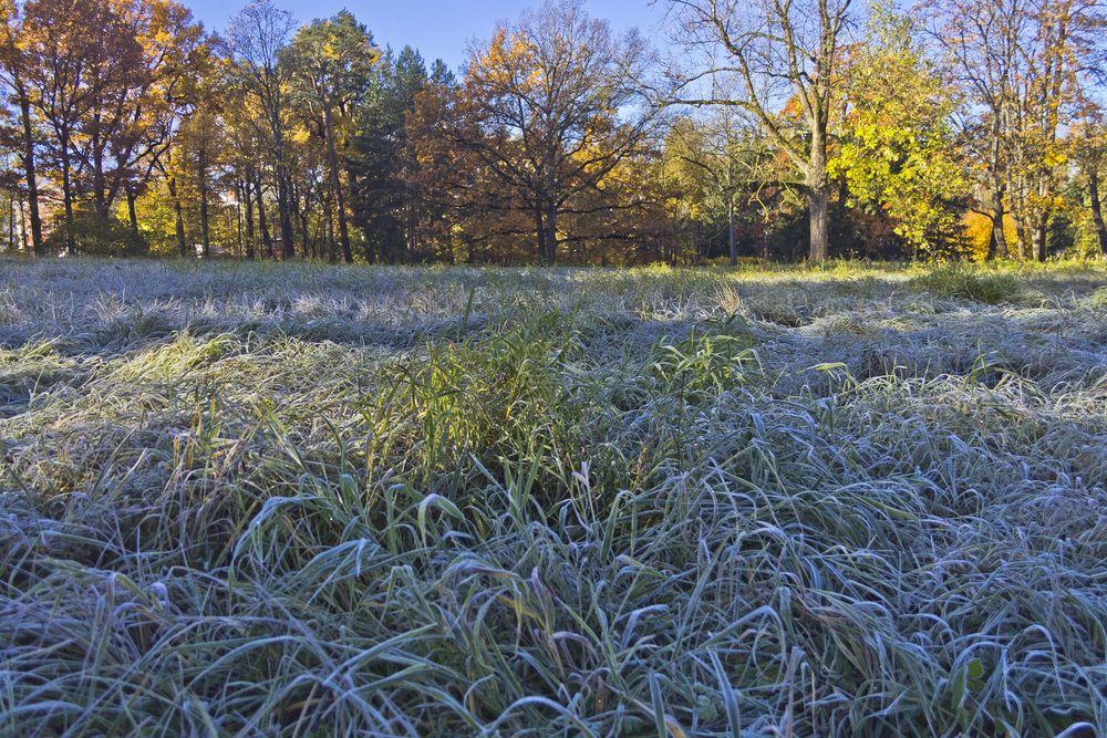 Первые заморозки.