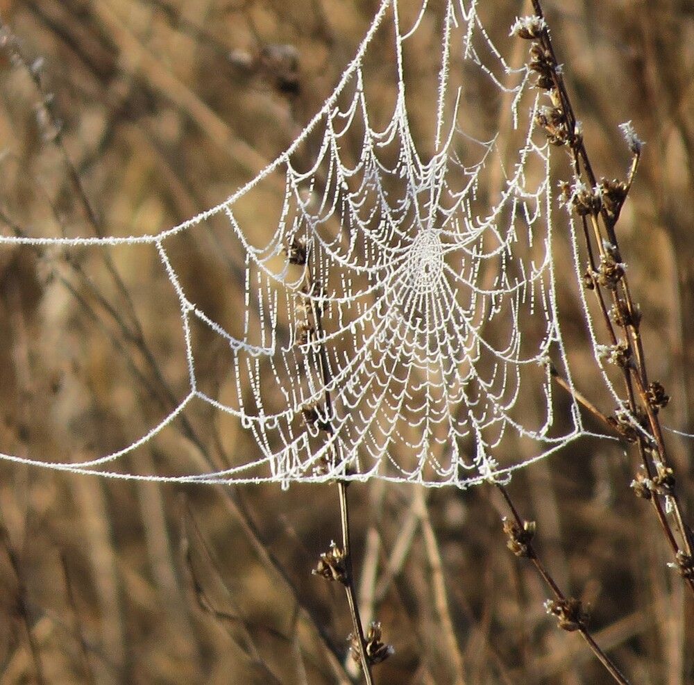 Photograph by Лариса Басова
