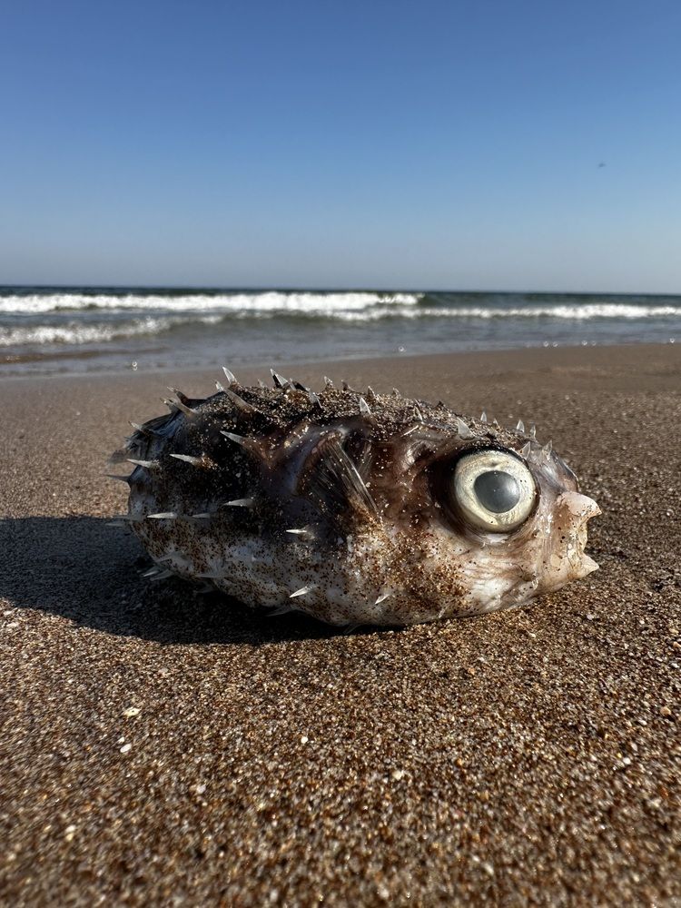 Photograph by Svetlana Rashidova