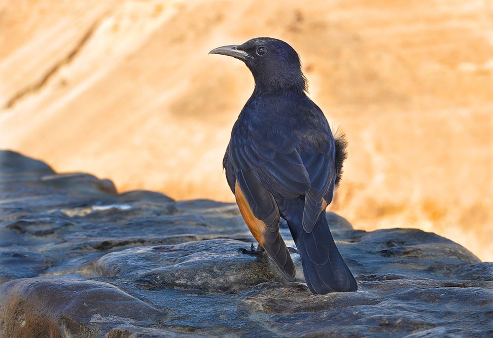 Тристанов  скворец!