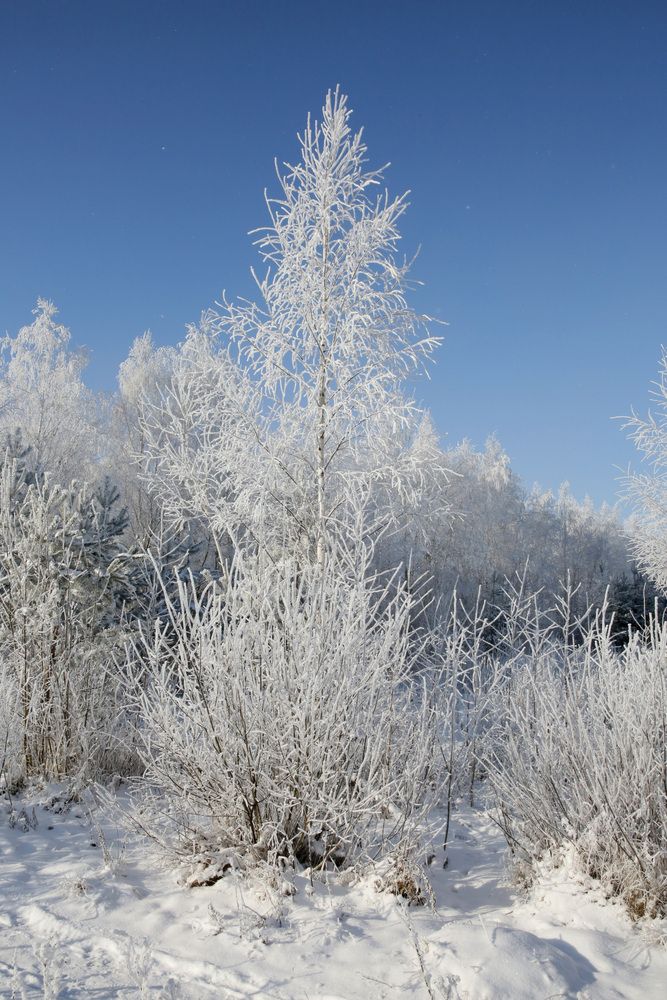 Фотография автора Николай Семенец