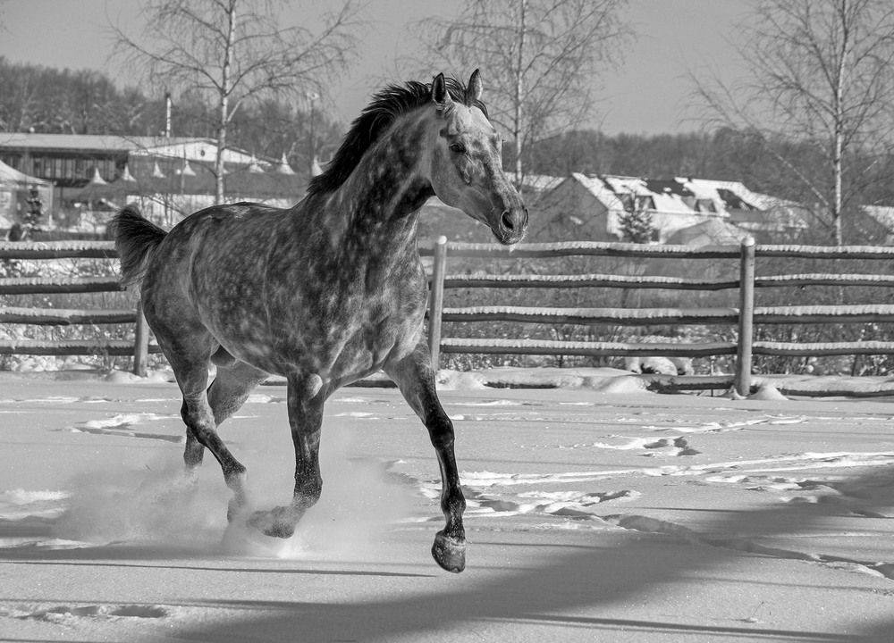 В яблоках на снегу