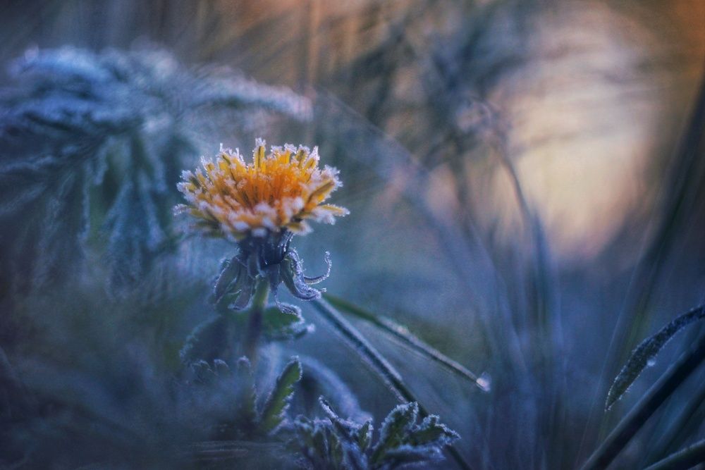 Photograph by Инна Карасева