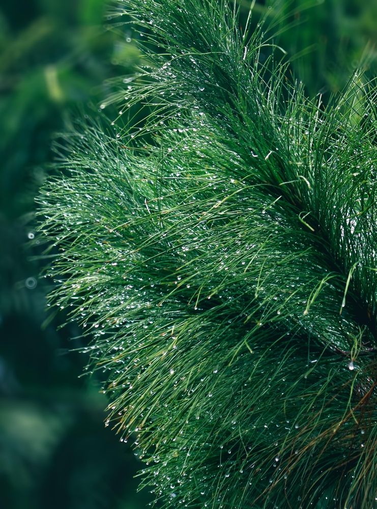 Photograph by Edi Hidayat