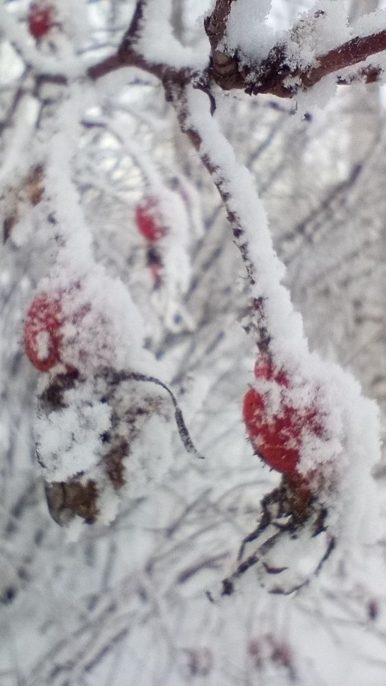 Photograph by Екатерина Казырицкая