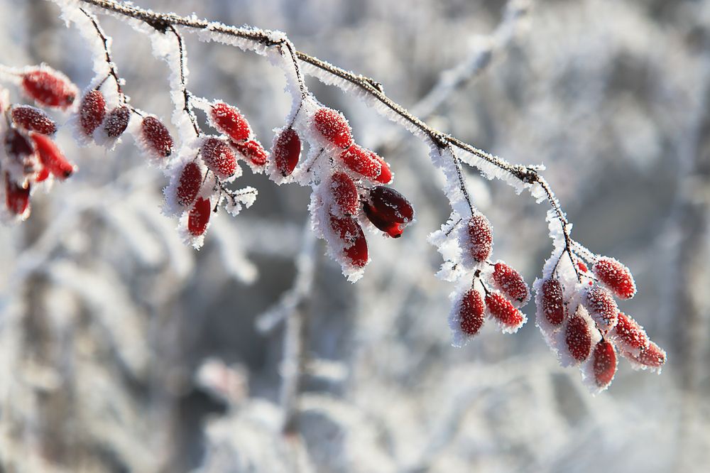Photograph by Николай Протасеня
