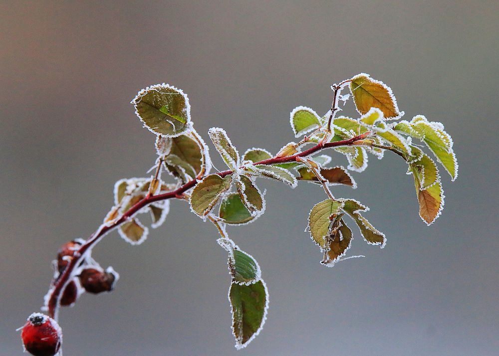 Photograph by Николай Протасеня